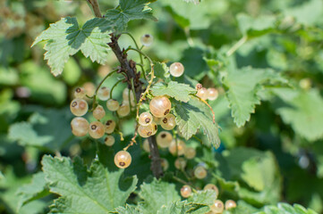 Obraz premium Weiße Johannisbeeren am Strauch