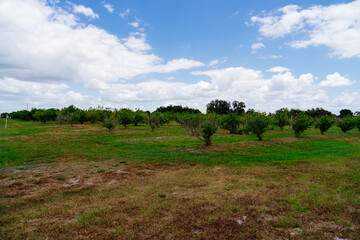 Peach tree in a modern peach farm in USA	