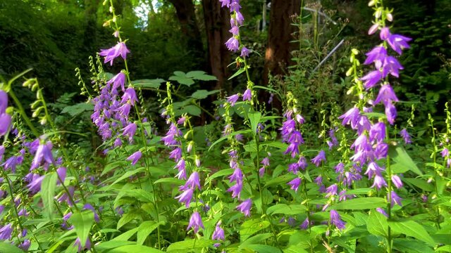Glockenblumen