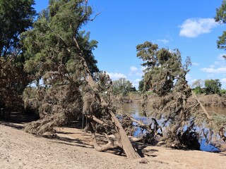 Fallen and ripped out trees alongside the Hawkesbury River after recent record floods. Sunny autumn day after water levels had receeded.