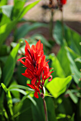 Obraz premium Canna, red canna flowers, flower