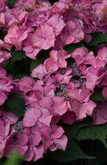 pink hydrangea