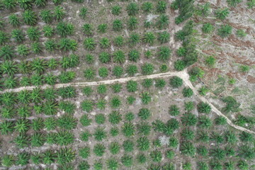 Arial view of palm agricultural