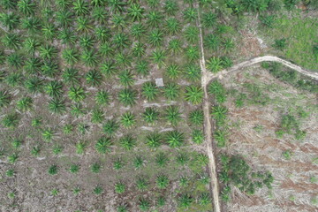 Arial view of palm agricultural
