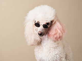 funny portrait of a dog with glasses. White poodle on beige background