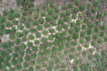 Arial view of palm agricultural