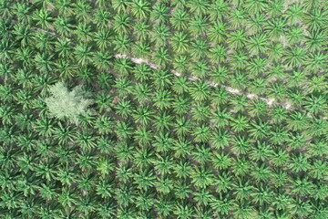 Arial view of palm agricultural