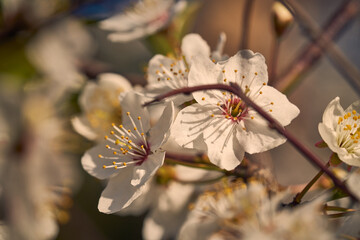 White flowers of cherry swaying on the smooth waves of the wind
