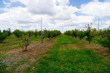 Fototapeta premium Peach Harvest in a modern peach farm in USA 