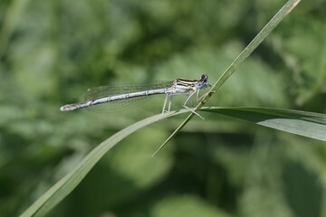 Dragonfly Emerald damselfly Lestes sponsa