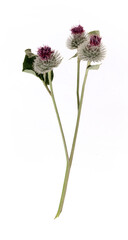 Fototapeta premium Blooming burdock branch with thorny flowers isolated on white background