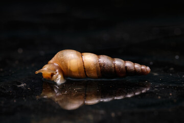 Subulina Octona land snail