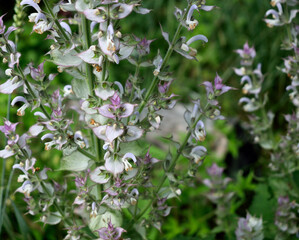 blooming sage bush in the meadow, close-up