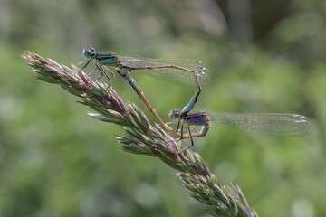 Dragonfly Emerald damselfly Lestes sponsa male and female