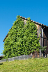Freilichtmuseum Finsterau