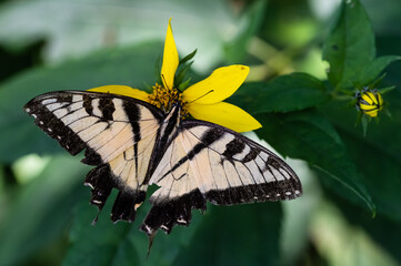 Eastern Tiger Swallowtail Butterfly Sipping Nectar from the Accommodating Flower