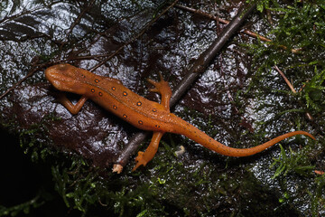 eastern newt juvenile
