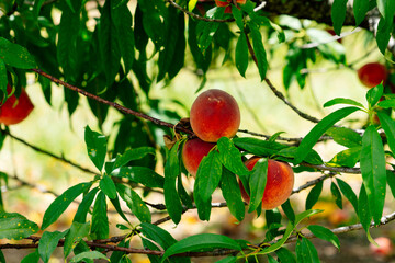 Peach Harvest in a modern peach farm in USA	
