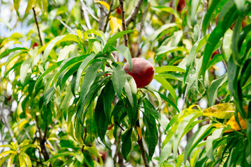 Peach Harvest in a modern peach farm in USA