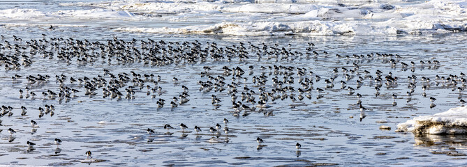 many oyster catchers resting on ice in the winter at the North Sea