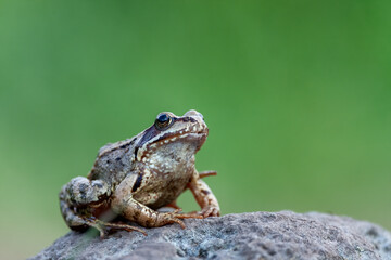Common frog (Rana temporaria), also known as the European common frog on a stone in the mountains. Isolated on a green background, photographed up close
