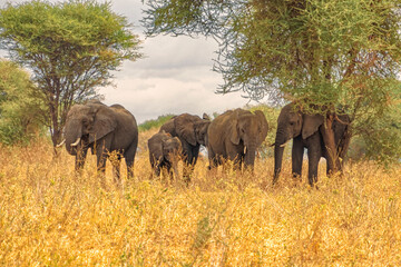 Tanzania, Serengeti park – Elephant.