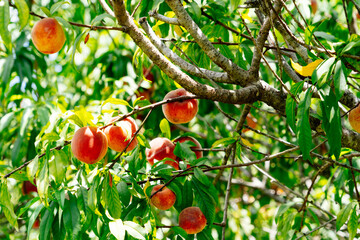 Peach Harvest in a modern peach farm in USA