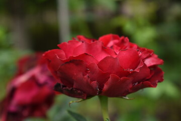 red rose in the garden