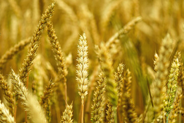 Ripe ears of wheat in a field on a blurred background in gold tones, defocused background