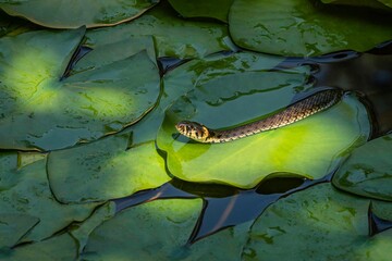 Eurasian non-venomous snake feeds almost exclusively on amphibians. Grass snake (Natrix natrix Persa) ringed or water snake lying on leaves water lily leaves and preys on frogs in garden pond.