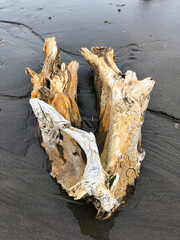Sea’s gift: white-orange tree branch that has been brought by the storm tide on the beach