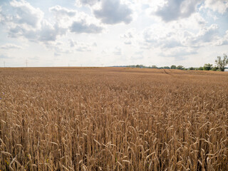 Golden wheat field against the background of the summer sky.