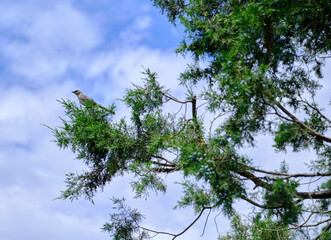 Mockingbird in branch