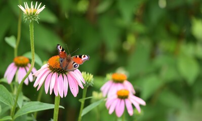 Obraz premium Blooming pink echinacea with peacock butterfly bokeh garden background, sunny garden image.