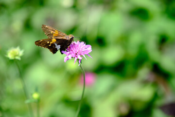 Butterfly on pink flower