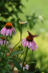 Blooming pink echinacea with peacock butterfly bokeh garden background, sunny garden image.