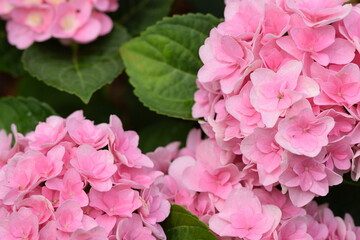 Hydrangea Florentina pink flowers closeup.