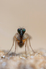 Longlegged Fly Medetera Dolichopodidae in close view
