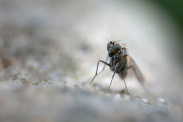 Longlegged Fly Medetera Dolichopodidae in close view