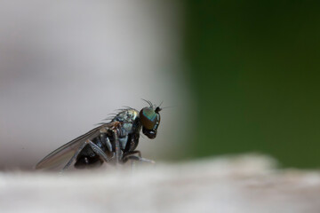 Longlegged Fly Medetera Dolichopodidae in close view