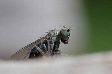 Longlegged Fly Medetera Dolichopodidae in close view