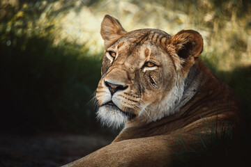 Lion (Panthera leo) The lion's detail portrait 