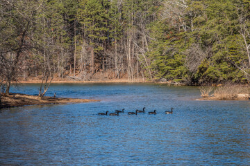 Canadian geese swimming across the lake