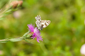 Schmetterlinge