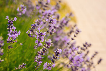 Beautiful lavender flowers in a summer garden.
