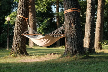 Hammock hanging between the trees in beautiful forest at summer sunny day.
