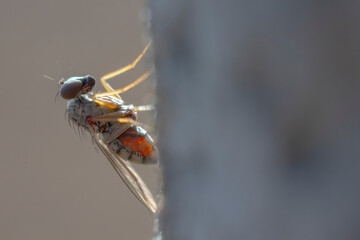 Longlegged Fly Medetera Dolichopodidae in close view
