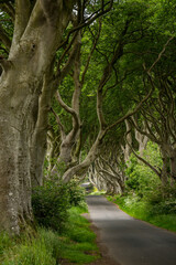 Road through the Dark Hedges tree tunnel at sunset in Ballymoney, Northern Ireland. It  is an avenue of old beech trees tunnel which planted in 18th century and become an attractions of tourist.