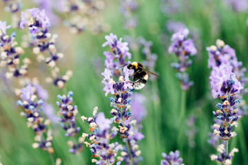 Bee bumblebee collects nectar in lavender field, close up