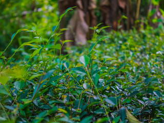 green grass in the garden